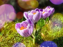 Beautiful Purple White Crocuses At A Sunny Day In Spring With Colorful Variety Of Dots