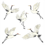 Fototapeta Konie - Set of white cranes in different positions, collection of hand drawn japanese birds flying, standing, dancing.