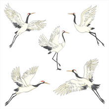 Set Of White Cranes In Different Positions, Collection Of Hand Drawn Japanese Birds Flying, Standing, Dancing.