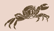 Vector silhouette of crab , graphical sepia illustration, vintage seafood element