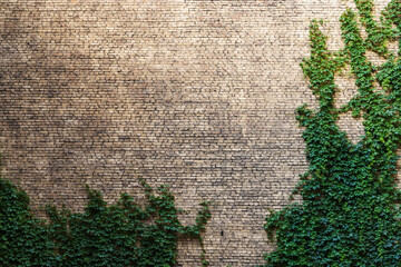 Wall Mural - Background texture of old brick wall with creeping plant