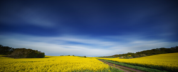 Canvas Print - long exposure panorama of blooming rapeseed field and blue cloudy sky