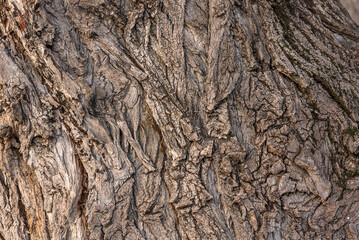 Wall Mural - Carved texture of tree bark. The bark of a tree with cracks. wood texture, natural tree bark. DNatural background, bark of a tree that traces cracking.