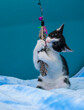 Czarno biały mały kotek bawiący się piórkiem na niebieskim tle