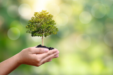 Seedlings or plants growing on soil in farmer hands-on blurry green nature background environmental conservation concept