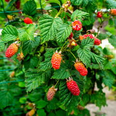 Wall Mural - Close up of a Raspberry bush with fruits (Rubus idaeus)
