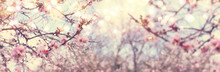 Background Of Spring Cherry Blossoms Tree. Selective Focus