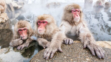 Wild Snow Monkeys Sitting In A Hot Spring, Japan.