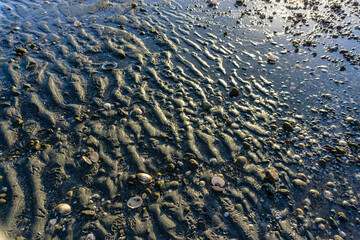 Canvas Print - Shoreline Sand Ripples Close-up