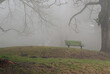 Bench in Foggy park with trees