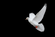 White Dove Flying Isolated On Black Background And Clipping Path. Freedom On International Day Of Peace Concept