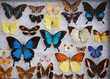 Collection of colorful tropical butterflies pinned to the white background