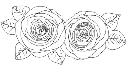 couple roses on white background. Romantic relationship concept. Roses with black contour, line art, outline floral vector illustration. 