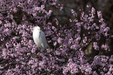 Sticker - Great egret perched among cherry blossoms, seen in the wild in a North California marsh 