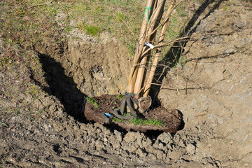 new tree with clod planted in the ground