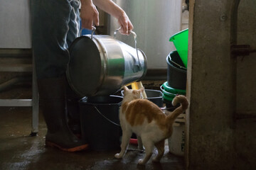 chat gourmand dans une ferme essayant de boire le lait venant de la traite des vaches