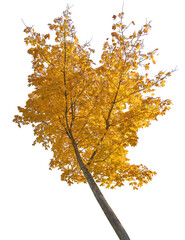 Wall Mural - fall maple golden tree on white
