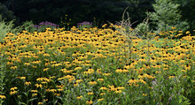 Beautiful Field Of Black-eyed Susans (Rudbeckia)
