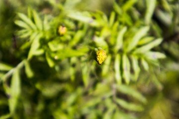 Poster - A marigold early bud in a plant(2 of 7)