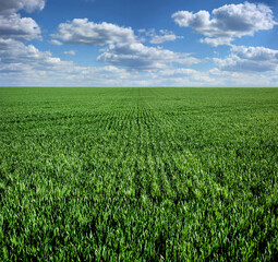 Wall Mural - green field of winter wheat with traces of agricultural machinery, early spring sprouts and cloudly sky