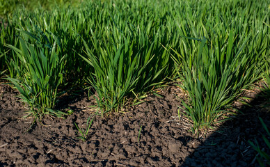 Wall Mural - close up of winter wheat rows at spring