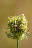 Fototapeta Dmuchawce - Wild carrot in bloom with a bug closeup view on blurred background