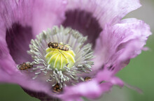 Macro Shot Of Bees On A Purple Poppy Flower In A Garden