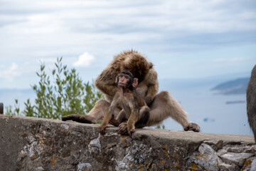 Poster - Selective focus shot of magot monkeys on a stone barrier