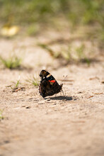 Red Admiral Butterfly On The Ground