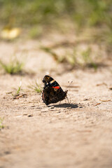 Poster - Red admiral butterfly on the ground