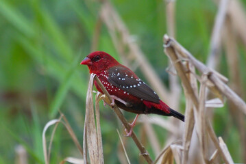 Sticker - red avadavat  or strawberry finch