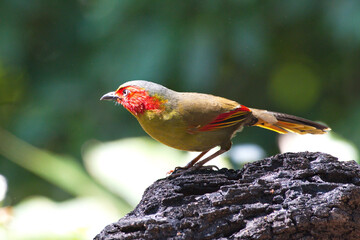 Sticker - a variety of colourful birds