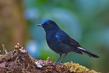 Sticker - Beautiful birds of Thailand, robins and redstarts