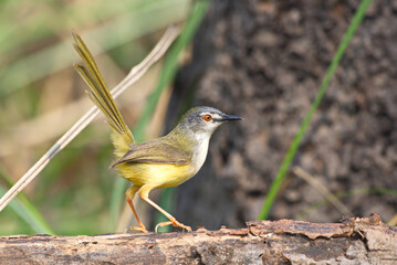 Sticker - common beautiful birds of Thailand