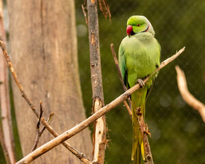 Sticker - Closeup shot of a green parrot