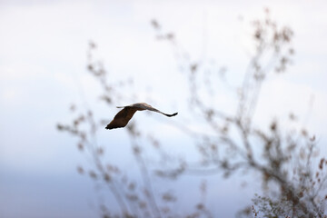 Sticker - Shallow focus shot of a Tawny Eagle in flight