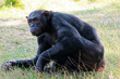 chimpanzee sitting on grass with human look