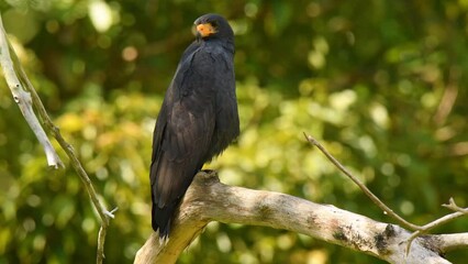 Wall Mural - common black hawk - buteogallus anthracinus a big dark bird of prey in the family accipitridae, form