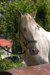 Poster - Closeup of a white horse