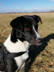 Poster - Vertical closeup photo of a dog on a grass land on a sunny day outdoors