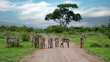 Waterbuck Herd On The Road In Kruger National Park, South Africa