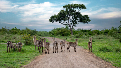 Wall Mural - Waterbuck herd on the road in Kruger National Park, South Africa