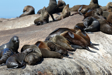 Wall Mural - Fur seals resting on Duiker Island before the coast of South Africa