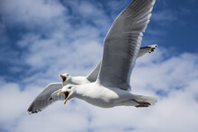 Seagulls In The Wind