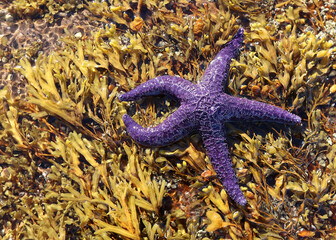 Wall Mural - Purple sea star on seaweed