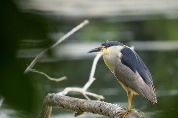 Poster - Closeup shot of a black-crowned night heron perched on a branch