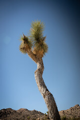 Sticker - Vertical shot of a Joshua Tree  in the National Park in California with a blue sky in the background