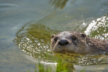 Sticker - Closeup shot of an adorable otter swimming in a lake