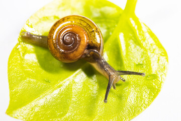 Wall Mural - Closeup shot of a snail on green leaf