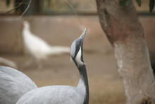 Gray Crane Bird Raised Above The Head With White Bird On The Background